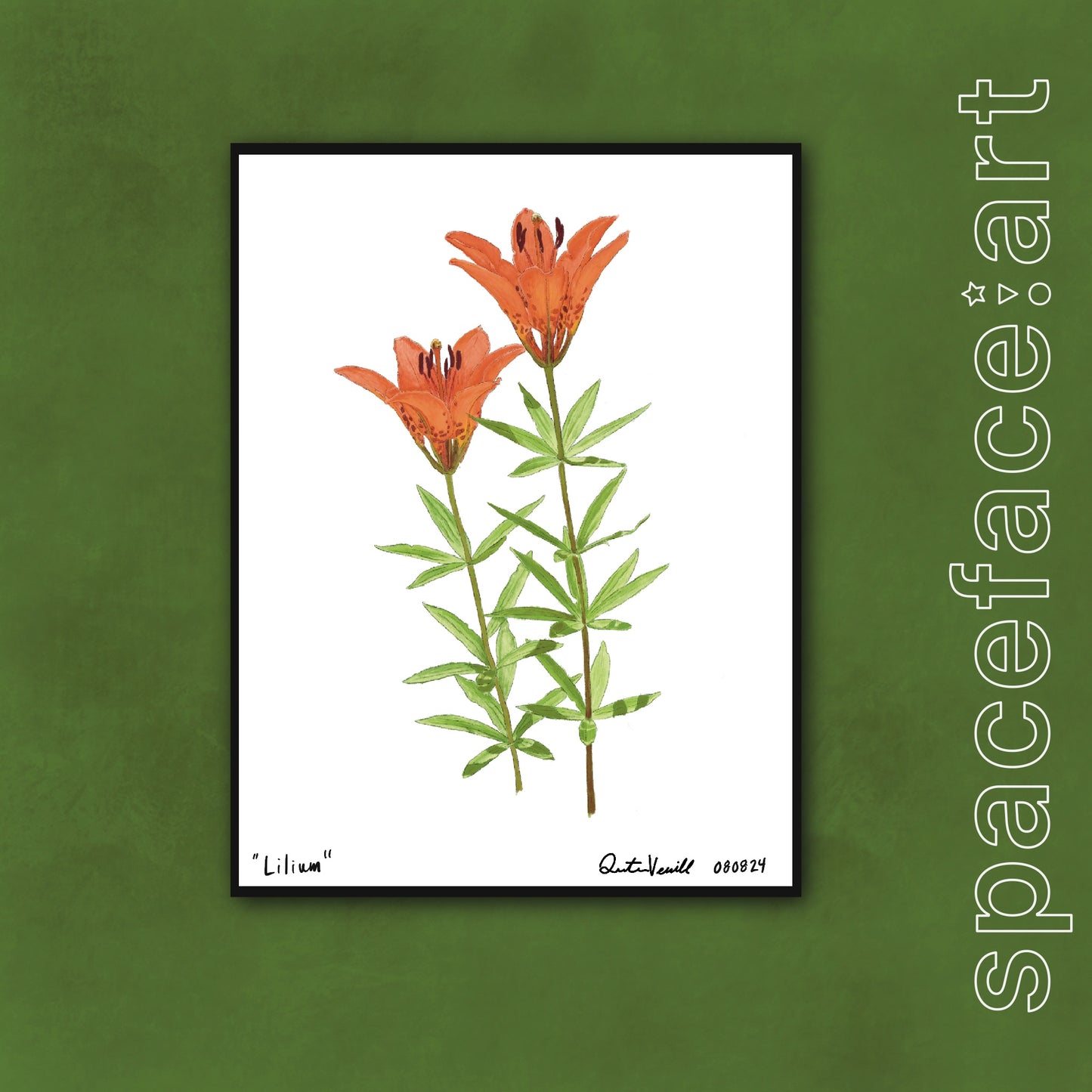 Lilium // Print