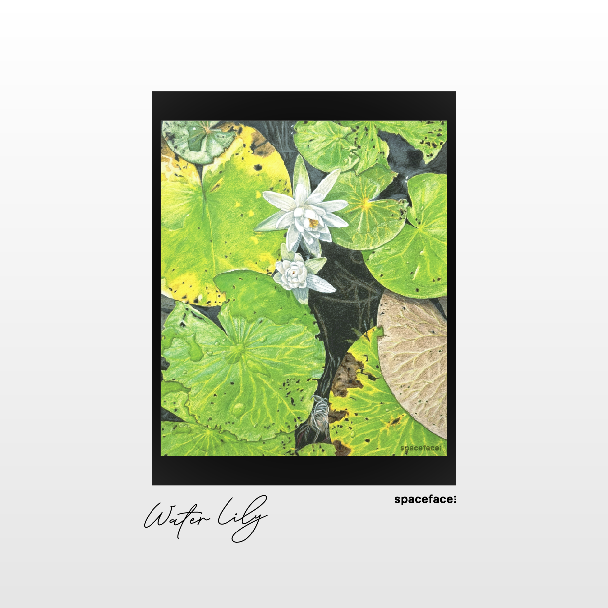 Water Lily // Print