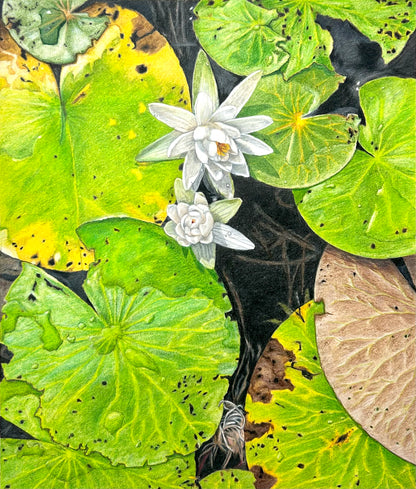 Water Lily // Colored Pencil Illustration