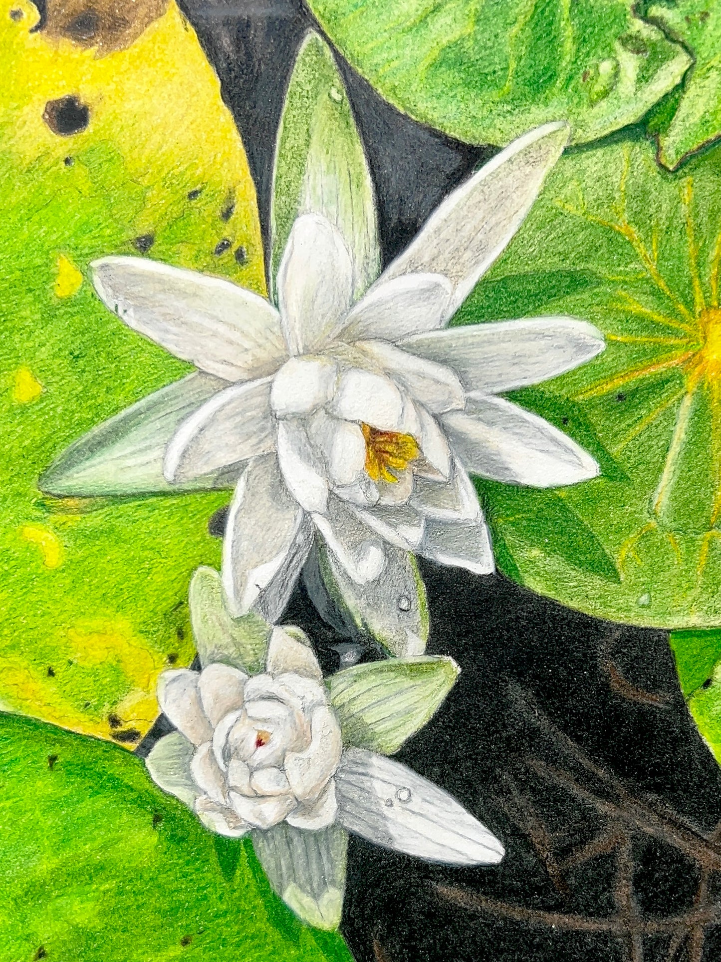 Water Lily // Colored Pencil Illustration