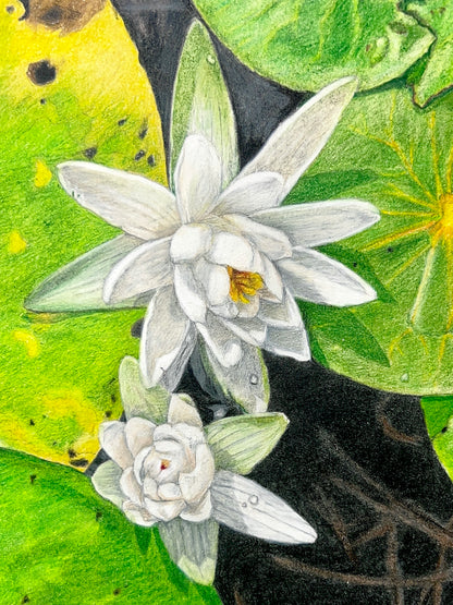 Water Lily // Colored Pencil Illustration